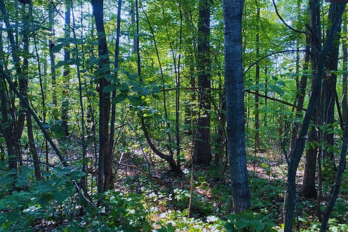 Diamond Dr #2 - Diamond Dr, Randall, MN 56475