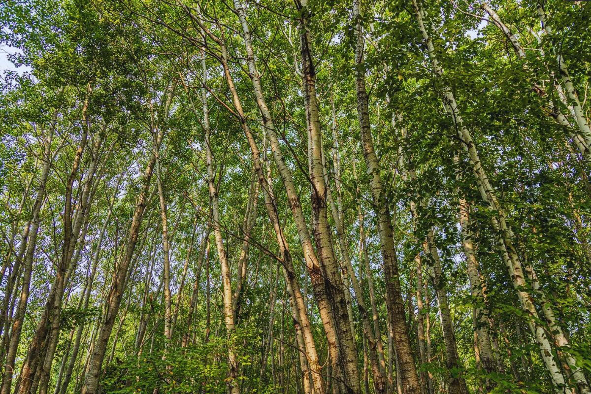 Diamond Dr #2 - Diamond Dr, Randall, MN 56475