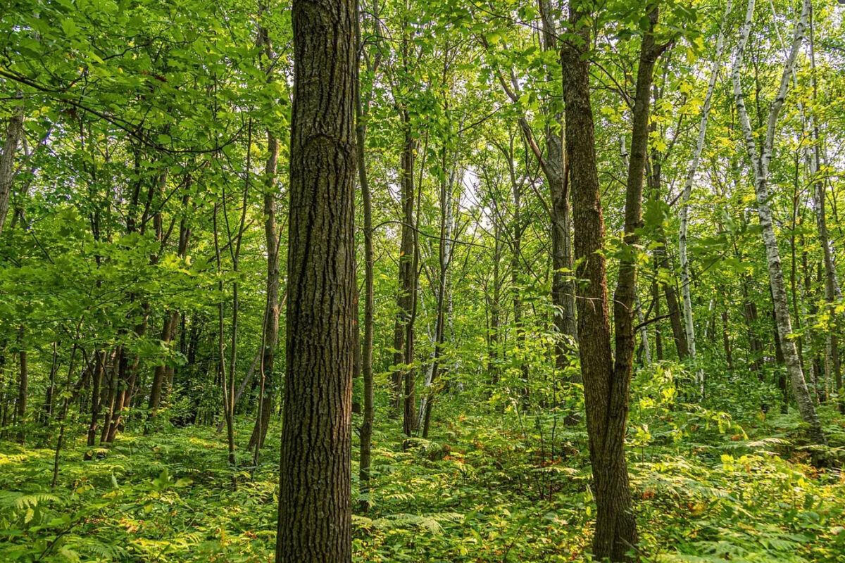 Diamond Dr #2 - Diamond Dr, Randall, MN 56475