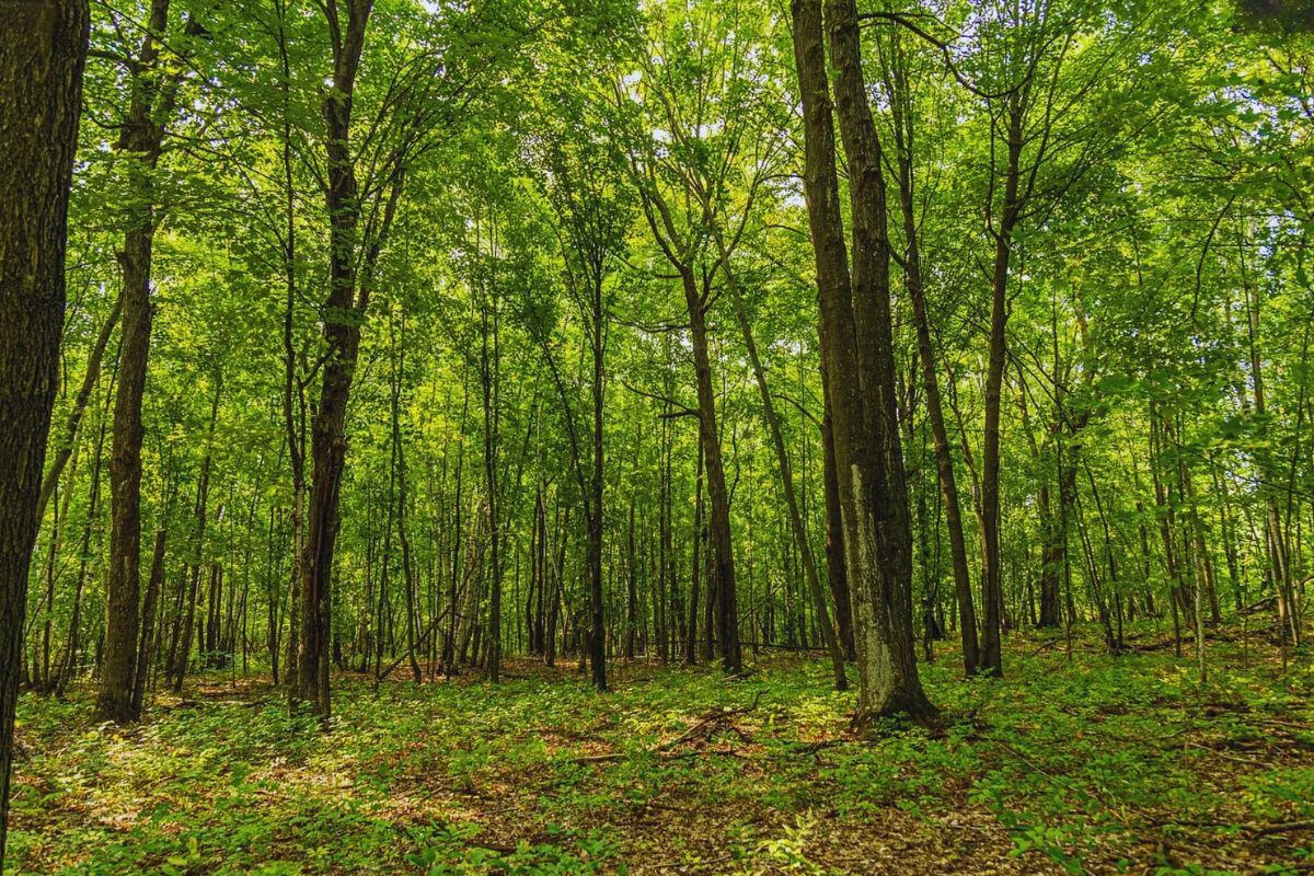 Diamond Dr #2 - Diamond Dr, Randall, MN 56475