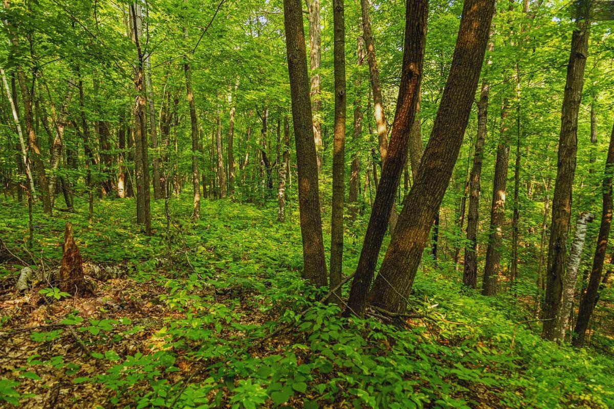 Diamond Dr #2 - Diamond Dr, Randall, MN 56475