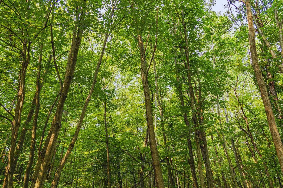 Diamond Dr #2 - Diamond Dr, Randall, MN 56475